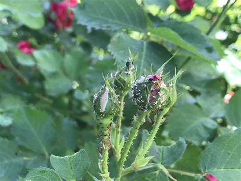 Aphids on roses. Things To Know About Aphids on roses. 